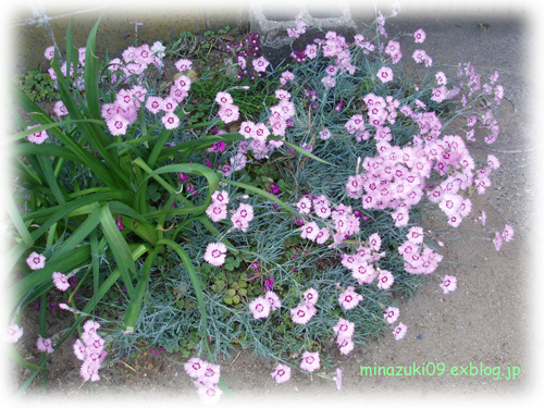 初夏の花 in 実家の庭_a0134535_19452264.jpg