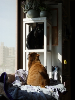 走るのだいすき猫 しぇるのぇる編。_a0143140_1452697.jpg