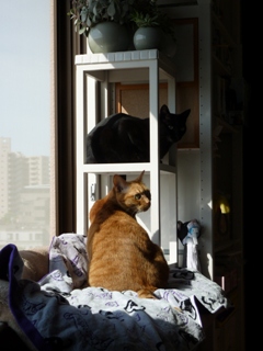 走るのだいすき猫 しぇるのぇる編。_a0143140_1454759.jpg