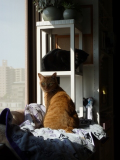 走るのだいすき猫 しぇるのぇる編。_a0143140_146741.jpg