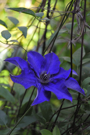 c0093046_6565493.gif