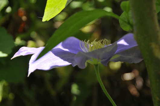 我が家の花達(7)_c0093046_65774.gif