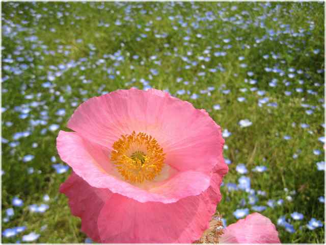 【くりはま花の国で100万本のポピーに囲まれて♪】_b0009849_1855825.jpg