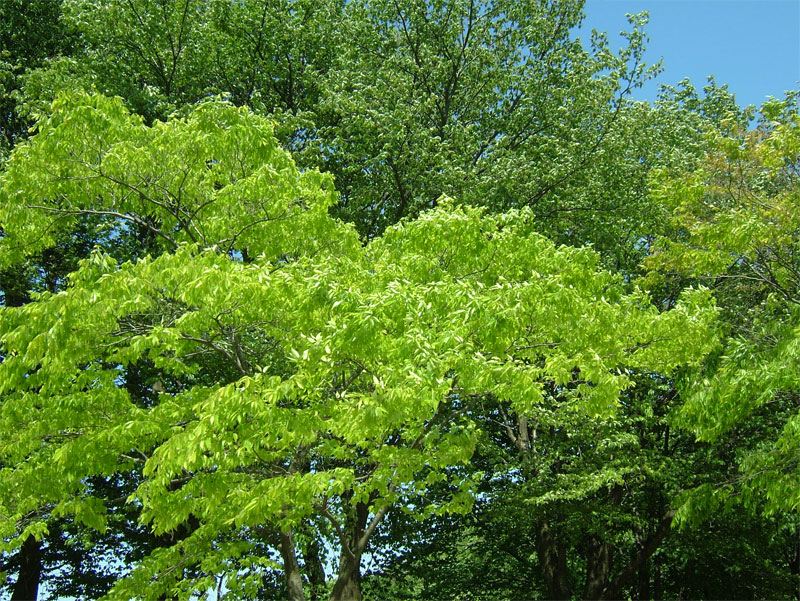 BBQ（stars）_c0110051_94133100.jpg