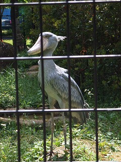 千葉市動物公園_e0158355_1830433.jpg