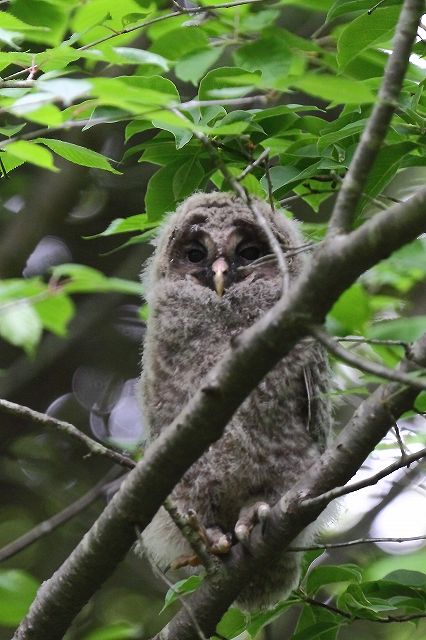 フクロウの赤ちゃん_f0044056_99395.jpg