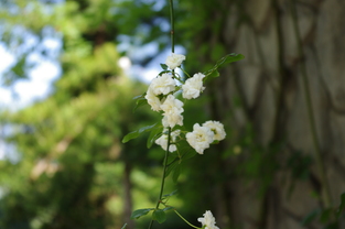 渡邉麻子薔薇2010終了!（３）_e0128759_2350484.jpg