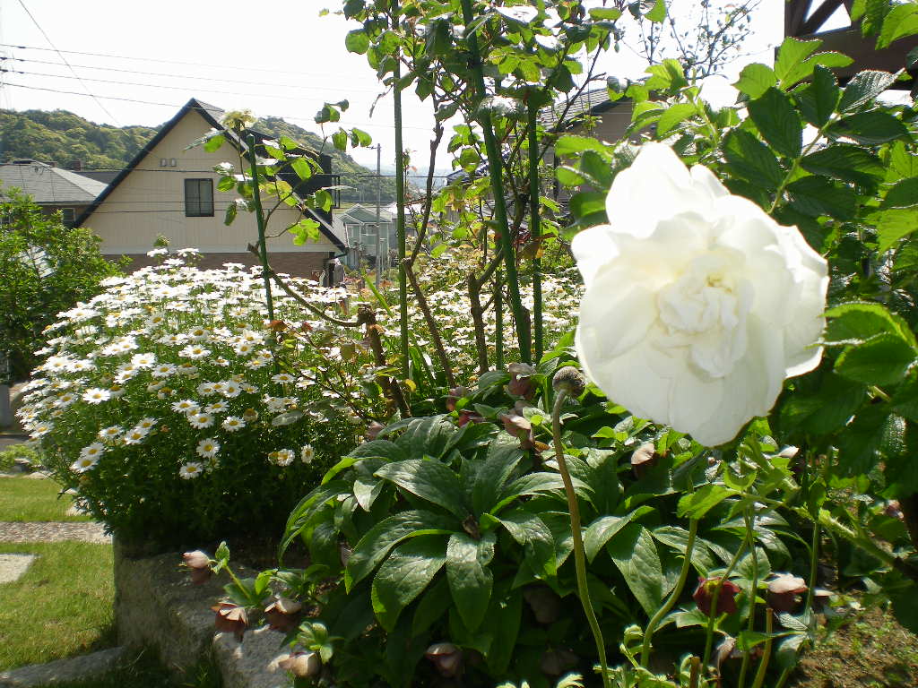 2010年5月17日(月)山は燃え~!こころちゃんは静か!_f0060461_13173156.jpg