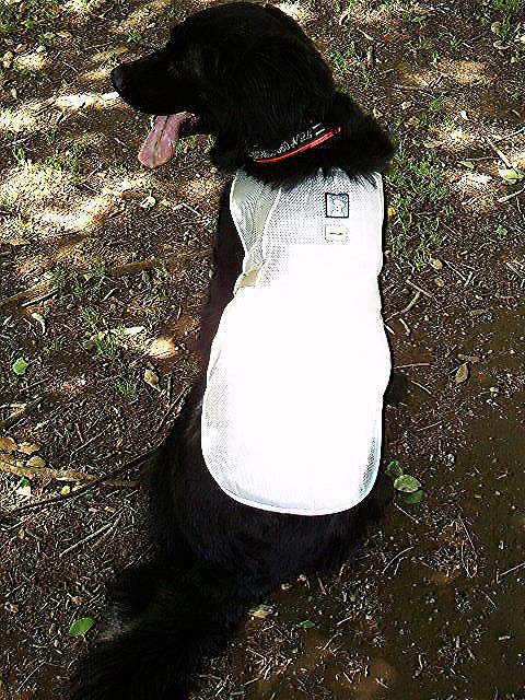 Ruff Wear _d0128364_2545761.jpg