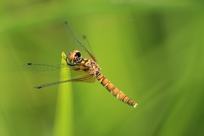 d0128465_93107.jpg
