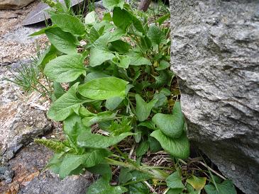 valchiusella　ヴァルキュゼッラ②_a0132769_6384072.jpg