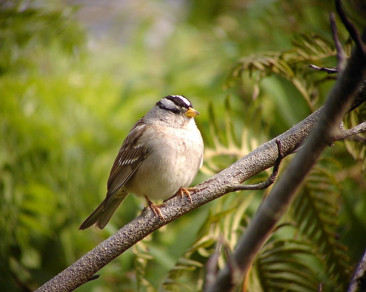 珍鳥ミヤマシトド_f0105570_2150642.jpg