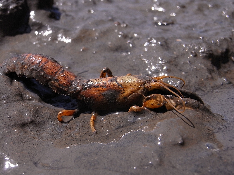 ★底知れぬ生き物たちpart1_e0046474_1941531.jpg