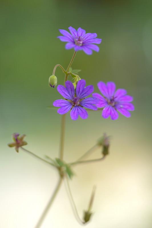 春の草花_b0044477_041825.jpg