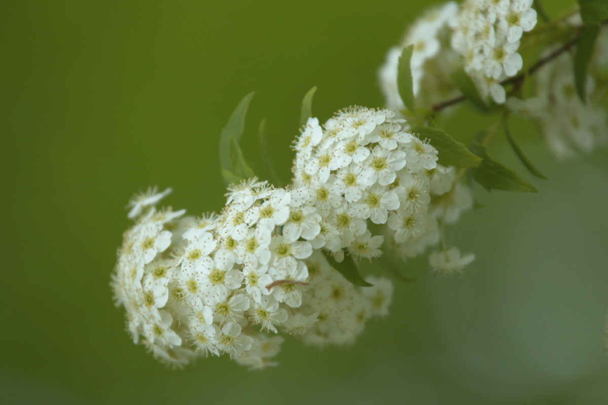 春の草花_b0044477_062999.jpg