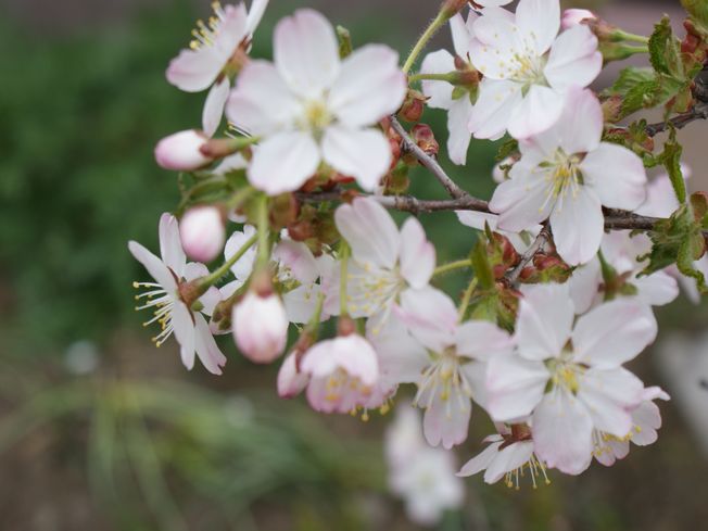 桜が～_e0048582_22581167.jpg