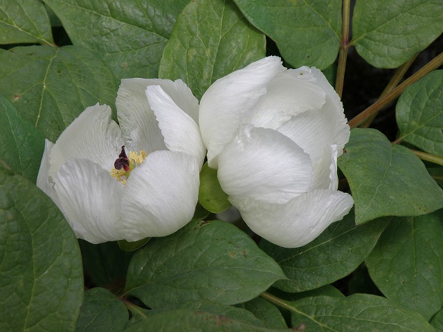 b0047184_22213527.jpg