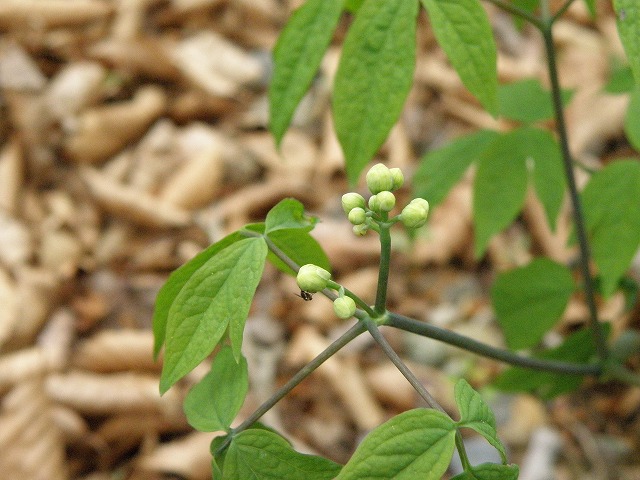 b0047184_2249073.jpg