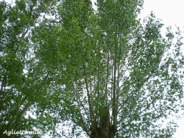 c0179785_556558.jpg