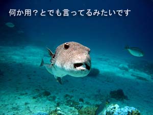 ダイバーへの道♪_f0144385_1924978.jpg