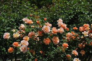 b0142989_23542199.jpg