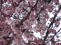 d0076603_5533039.jpg