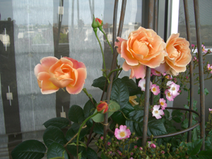 f0217905_1644563.jpg