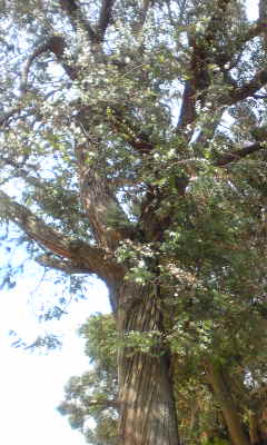 c0180209_20211915.jpg