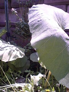 f0113109_5593032.jpg