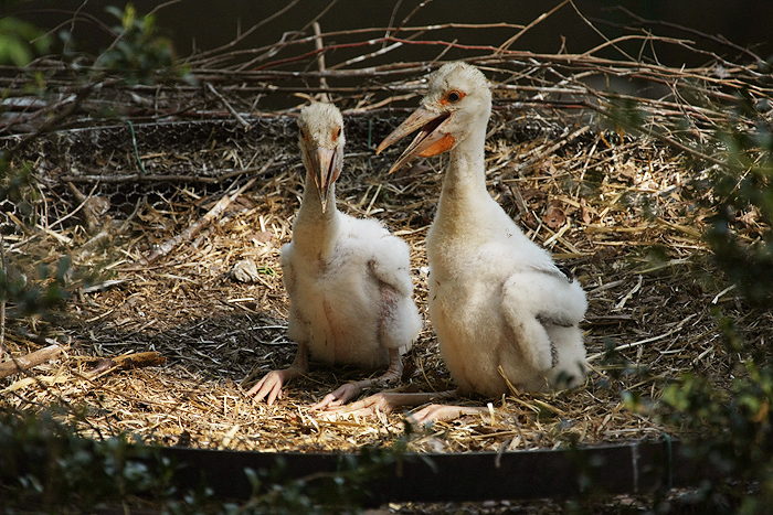 コウノトリの赤ちゃん 動物たち 光と影