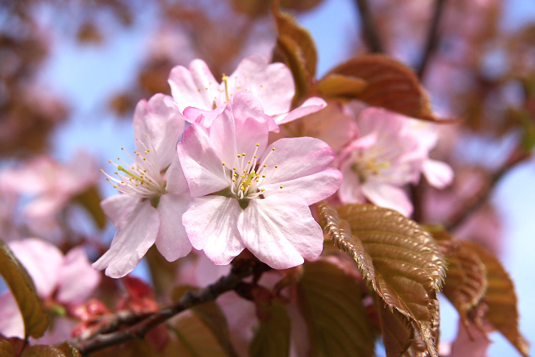 春色_c0033513_185414.jpg