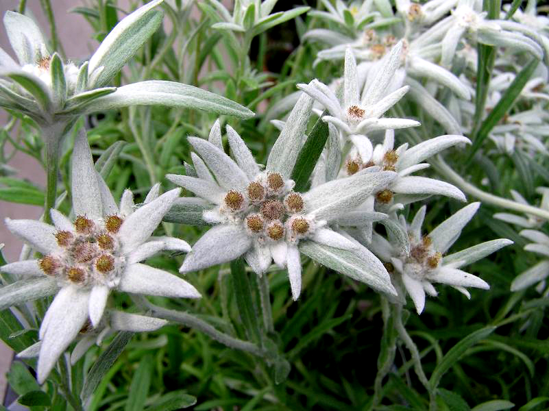 エーデルワイスの花 おかやんの花日記