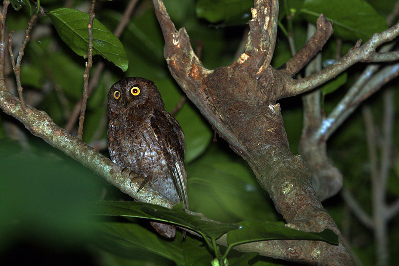 八重山の鳥達-32/リュウキュウコノハズク_f0178716_20455757.jpg