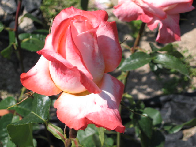 b0163121_7333965.jpg