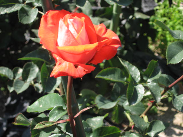 b0163121_7335476.jpg