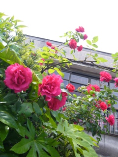 f0143521_1135412.jpg
