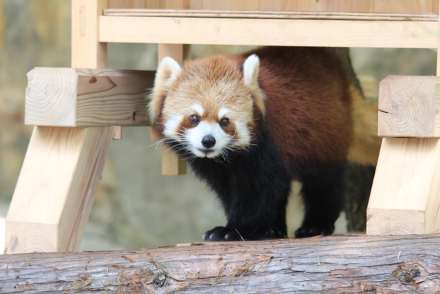 野毛山zooの子供の日・・・その2_f0221023_22244075.jpg