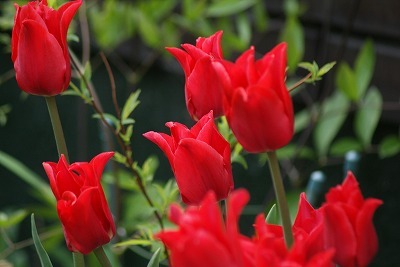 f0170524_1832939.jpg