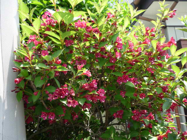 c0117525_21473688.jpg