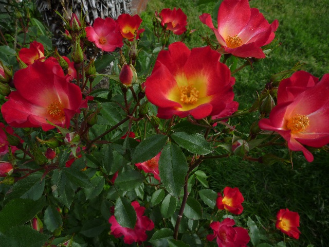 バラ カクテル_b0054727_203623100.jpg