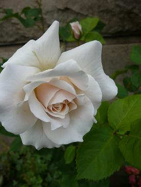 a0050728_238149.jpg