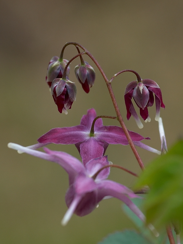 イカリソウの花盛り_c0006928_2315440.jpg