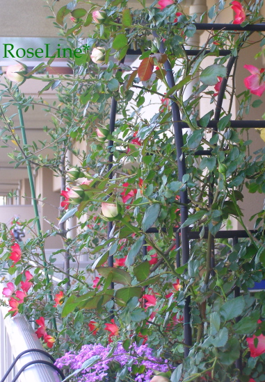 f0238135_1293523.jpg