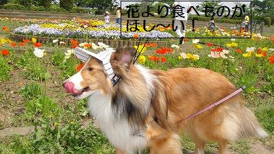 道満ドッグランでもの~んびり♪_e0195743_2211453.jpg