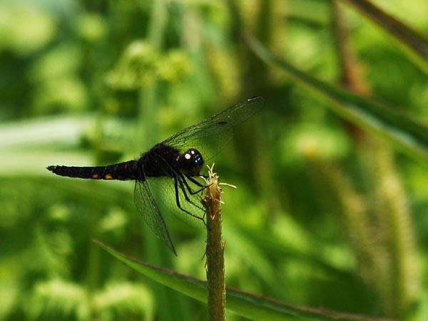c0045352_20575662.jpg