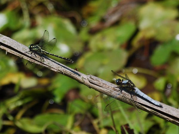c0045352_20583258.jpg