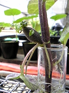 ジャガイモの茎から実??_b0164360_14333950.jpg