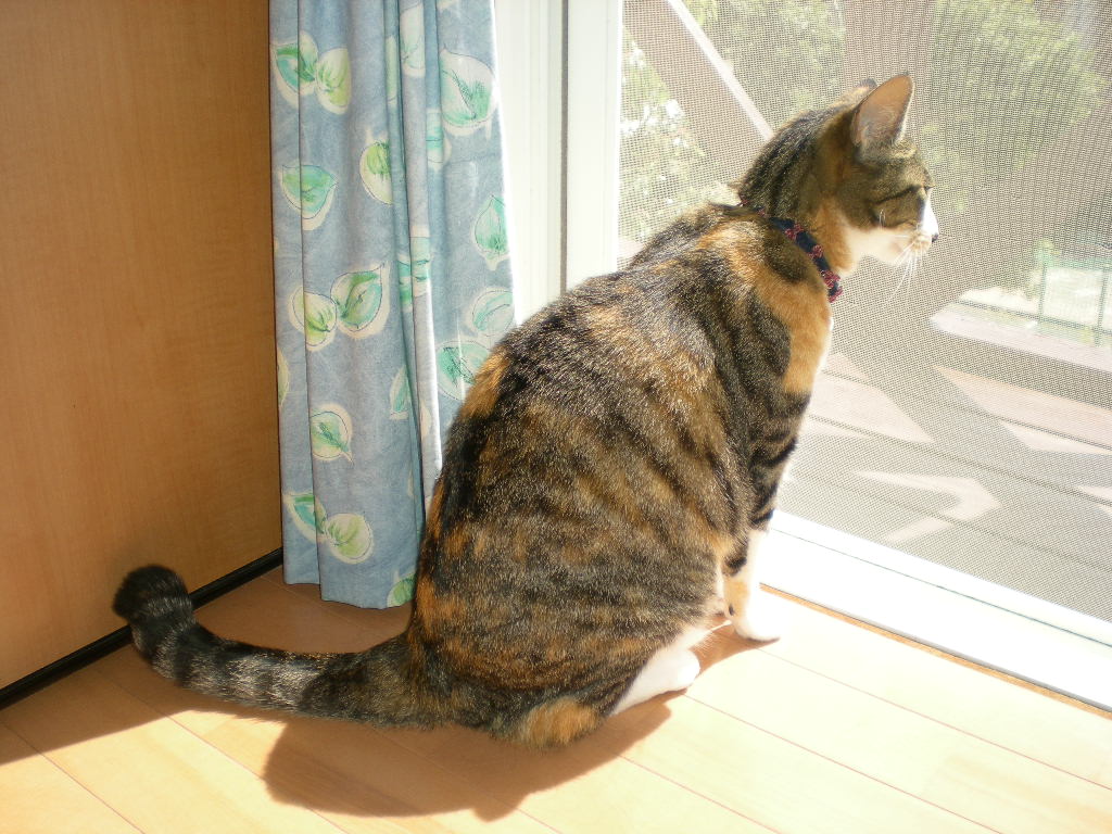 2010年5月18日(火)こころちゃんの今日の獲物!!!_f0060461_10323132.jpg