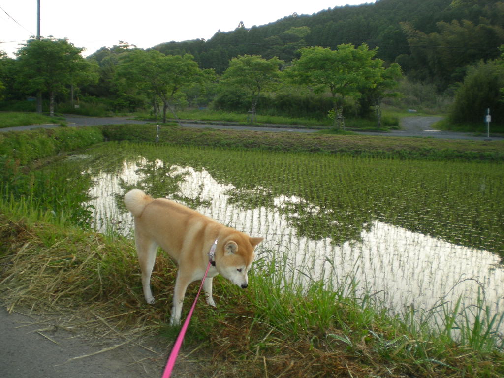 2010年5月18日(火)こころちゃんの今日の獲物!!!_f0060461_1065529.jpg