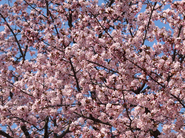 桜満開 2010_d0153062_9491157.jpg